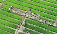 <b>“田保姆”一条龙托管夏种忙</b>