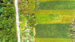 <b>“鸡啄地”发展桑蚕 绿了荒山富了村民</b>