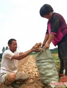 <b>郯城：“大西洋”订单土豆不愁卖</b>