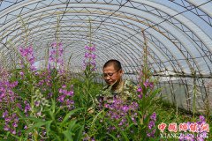 <b>从林场到大棚：林区人老秦的田园致富路</b>