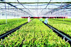 <b>空壳村“蝶变”集团公司谋上市</b>