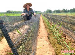 <b>郯城：农民为姜苗着“防晒衣”</b>