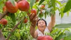 <b>旧村复垦变良田</b>