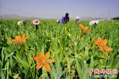 <b>河北丰润：中药材种植开辟增收路</b>