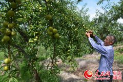 <b>梁平：曲水镇致富有“李”</b>