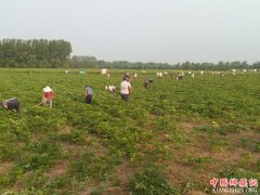 <b>安徽：中药种苗夏管忙</b>