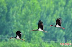 <b>黑鹳现身河北石家庄 为世界濒危珍禽</b>