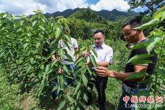 <b>基层党员助力山村百姓致富</b>