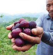 <b>桃李满地烂 愁坏果农 销路好坎坷 堵点在哪?</b>