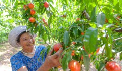 <b>特色农业助力乡村振兴 带动农民实现增收</b>