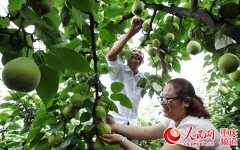 <b>永川：早熟梨上市 预计今年产量4万吨</b>