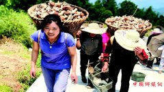 <b>姬松茸叩开致富门</b>