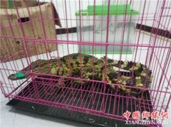 <b>吓人！湾鳄惊现眉山醴泉河 多部门联合处置化险情</b>