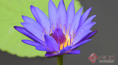 <b>太神奇！版纳植物园王莲叶子可承重70公斤成人在上面尬舞</b>