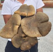 <b>7公斤重巨型牛肝菌现身云南</b>