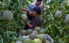 <b>订单式农业助农增收</b>