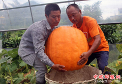 <b>重庆：云阳种出87公斤的大南瓜</b>