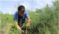 <b>80后青年返乡探“南菜北种” 带领村民脱贫增收</b>