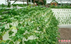 <b>南京休闲观光农业收入 2020年要超100亿</b>