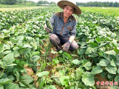 <b>山东郯城：刘花园村菜农亩产收人两万多的“诀窍”</b>