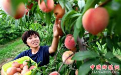 <b>靳超：果园里放飞梦想</b>