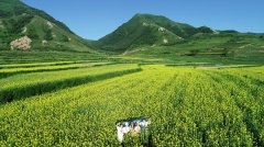 <b>六盘山下 油菜花开扮靓美丽乡村</b>