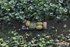 <b>江苏盱眙：“莲经济”富农家 实现优良生态“双丰收”</b>