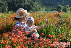 <b>云南曲靖：爱情小镇引客来</b>