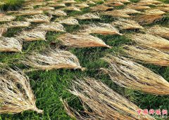 <b>山东郯城：农民抢晒“致富草”</b>