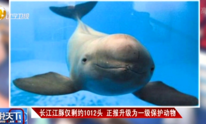 长江江豚仅剩约1012头 正报升级为一级保护动物