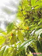 <b>重庆江津：四面山发现“川柿”等20多种珍稀植物</b>