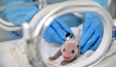 <b>首只“广州土生”大熊猫“隆隆”顺利产仔</b>