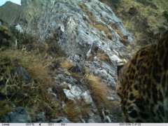 <b>近30年首次！四川卧龙保护区拍到金钱豹</b>