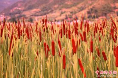 <b>重庆巫山庙宇神奇的龙骨坡惊现红蜡烛</b>