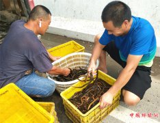 <b>郯城：“野生长鱼”逼农民上富路</b>