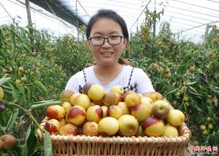 <b>河北沧县：大棚冬枣“抢鲜”上市</b>