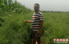 <b>芦笋铺出致富路</b>