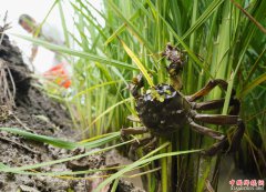 <b>河北唐山：稻蟹立体生态种养促增收</b>