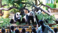 <b>百对三胞胎为三胞胎大熊猫庆生</b>