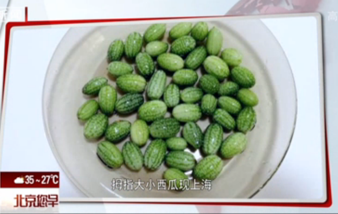 <b>拇指大小西瓜现上海</b>