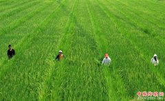 <b>贵州岑巩：杂交水稻制种基地“赶花”忙</b>