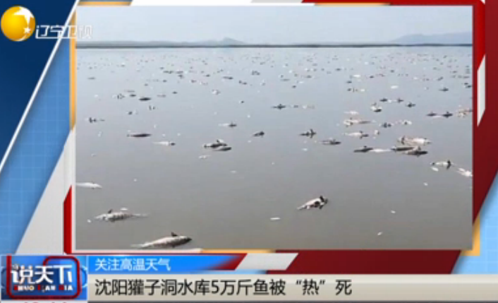 沈阳獾子洞水库5万斤鱼被“热”死