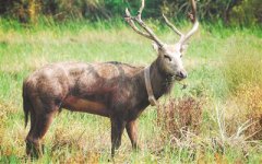 <b>江西：余干山区首次发现麋鹿踪迹</b>