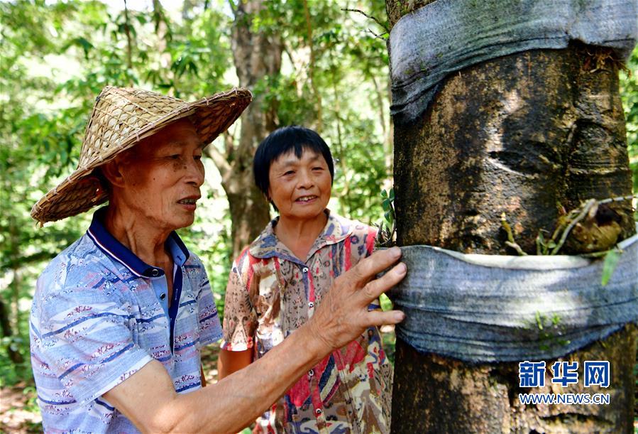 （脫貧攻堅）（1）福建：發展林下經濟 助推精準扶貧