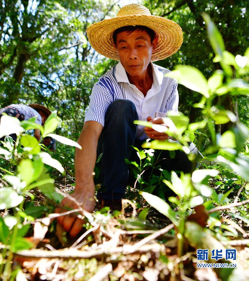 （脫貧攻堅）（3）福建：發展林下經濟 助推精準扶貧