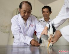 <b>七旬老人的候鸟守护事业</b>