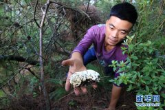 <b>从山林到餐桌 云南野生菌串起致富产业链</b>