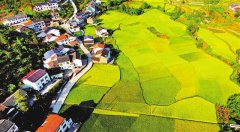 <b>秋来稻田美</b>