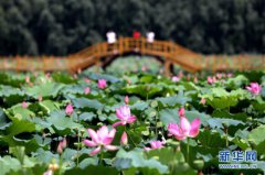 <b>河北香河县刘宋镇庆功台村万亩荷花竞相绽放</b>
