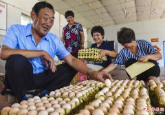 <b>李建社：河北深州“鸡司令”</b>